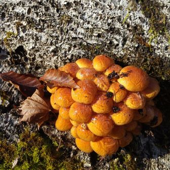 左門岳 凍ってる！