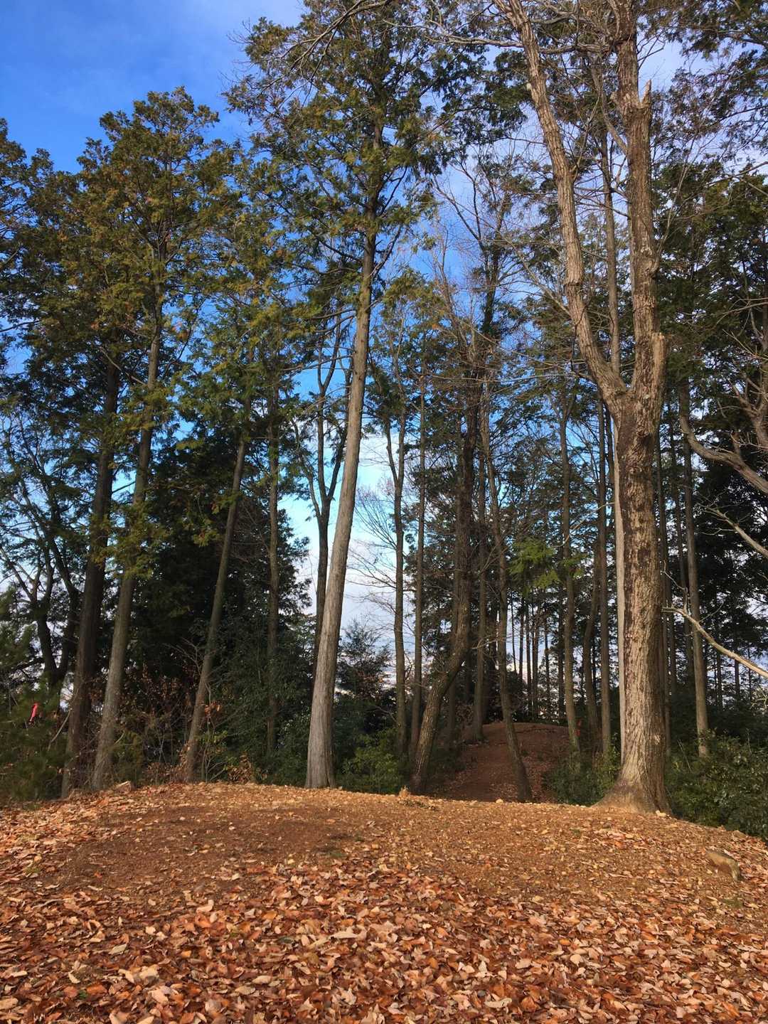 古墳の上に登ってみます😃