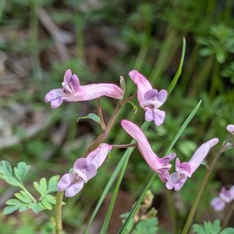 ❀エンゴサクさん