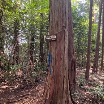 金比羅山は極めてみたが何も無い山だった