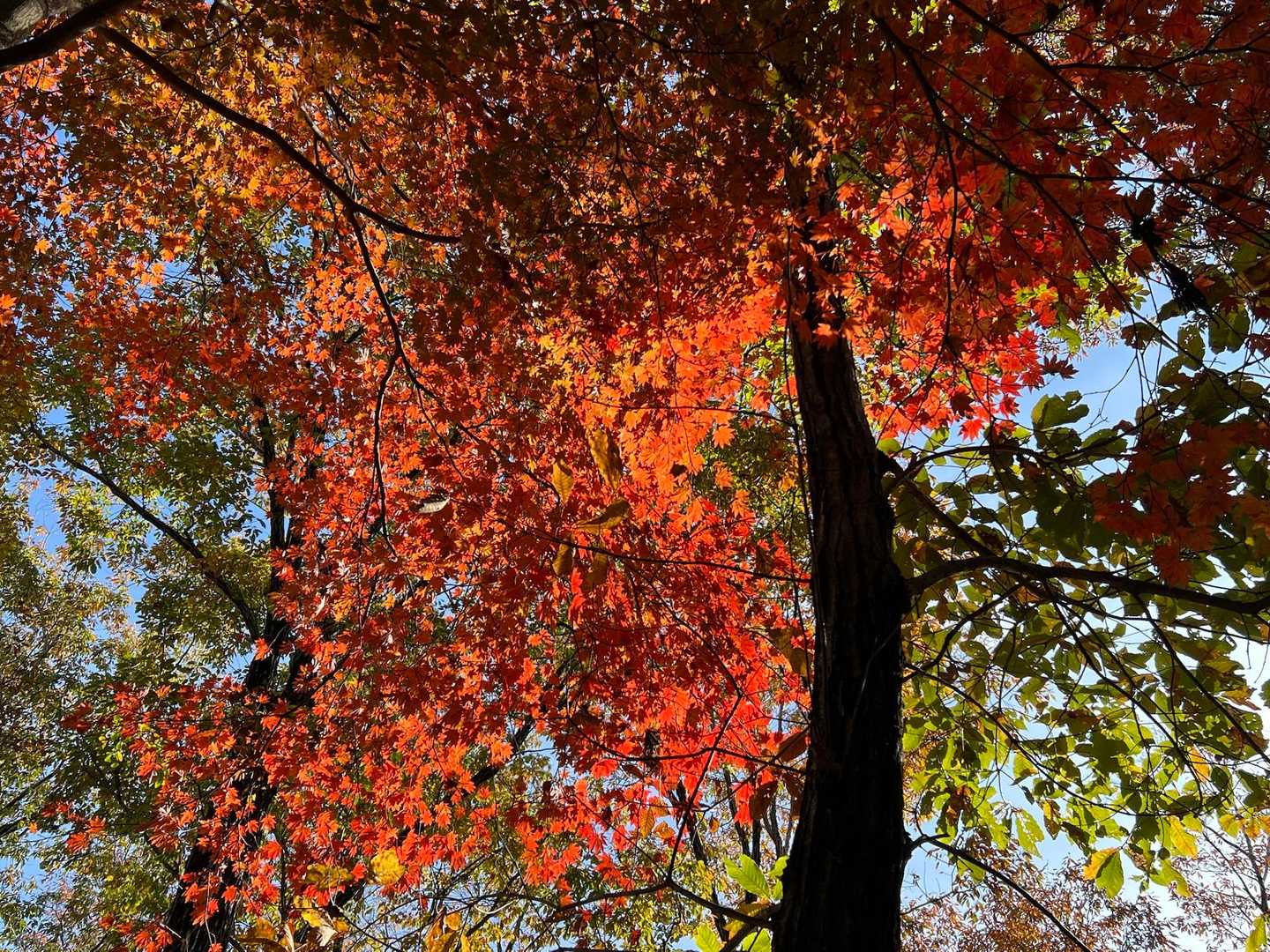 陽も高く上がって
照らされたもみじ🍁の赤がきれい
さぁ、下山しよう