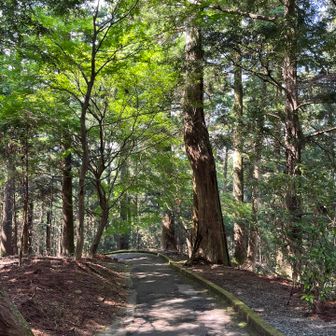 下りは奥にある舗装路へ。
