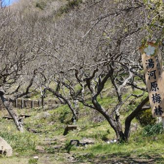 梅園の梅は終わりでした