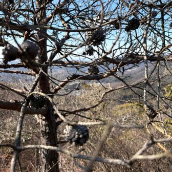 松ぼっくりの赤ちゃん