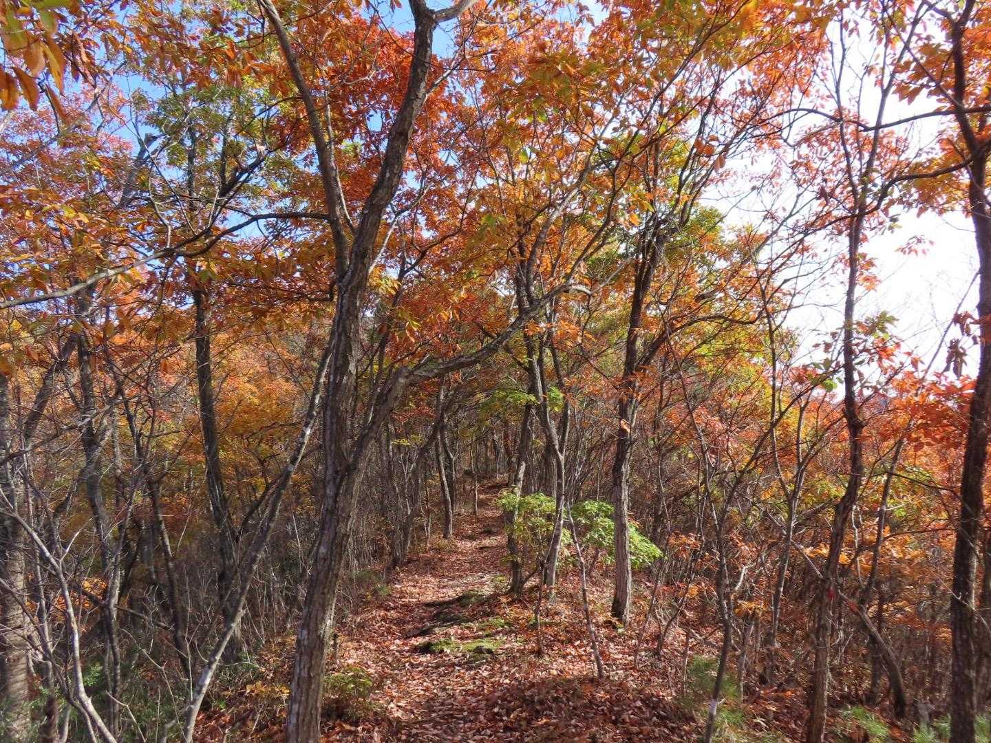小菰石山-大岡山 周回コースの写真
