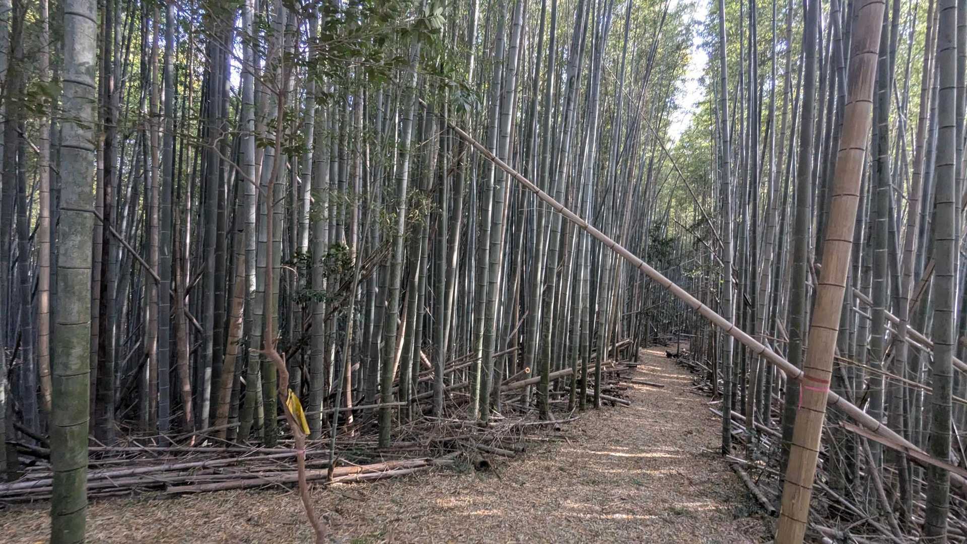 キレイな竹林の分岐