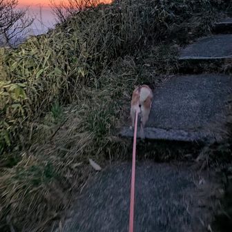 ハナは問題なしみたい