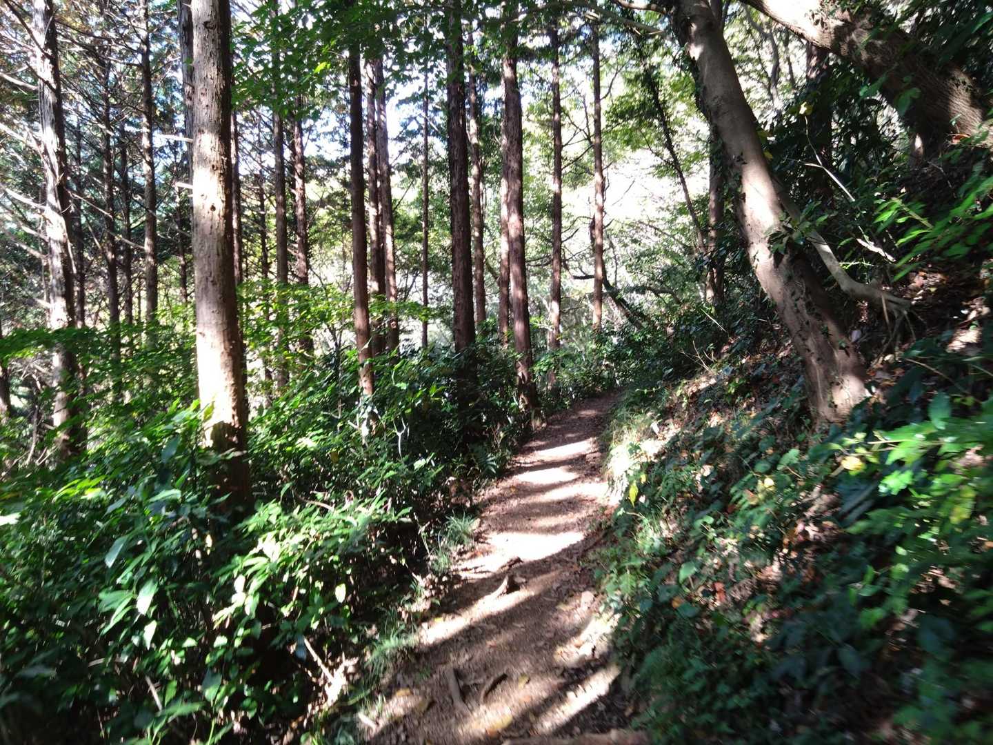 満観峰 往復コースの写真