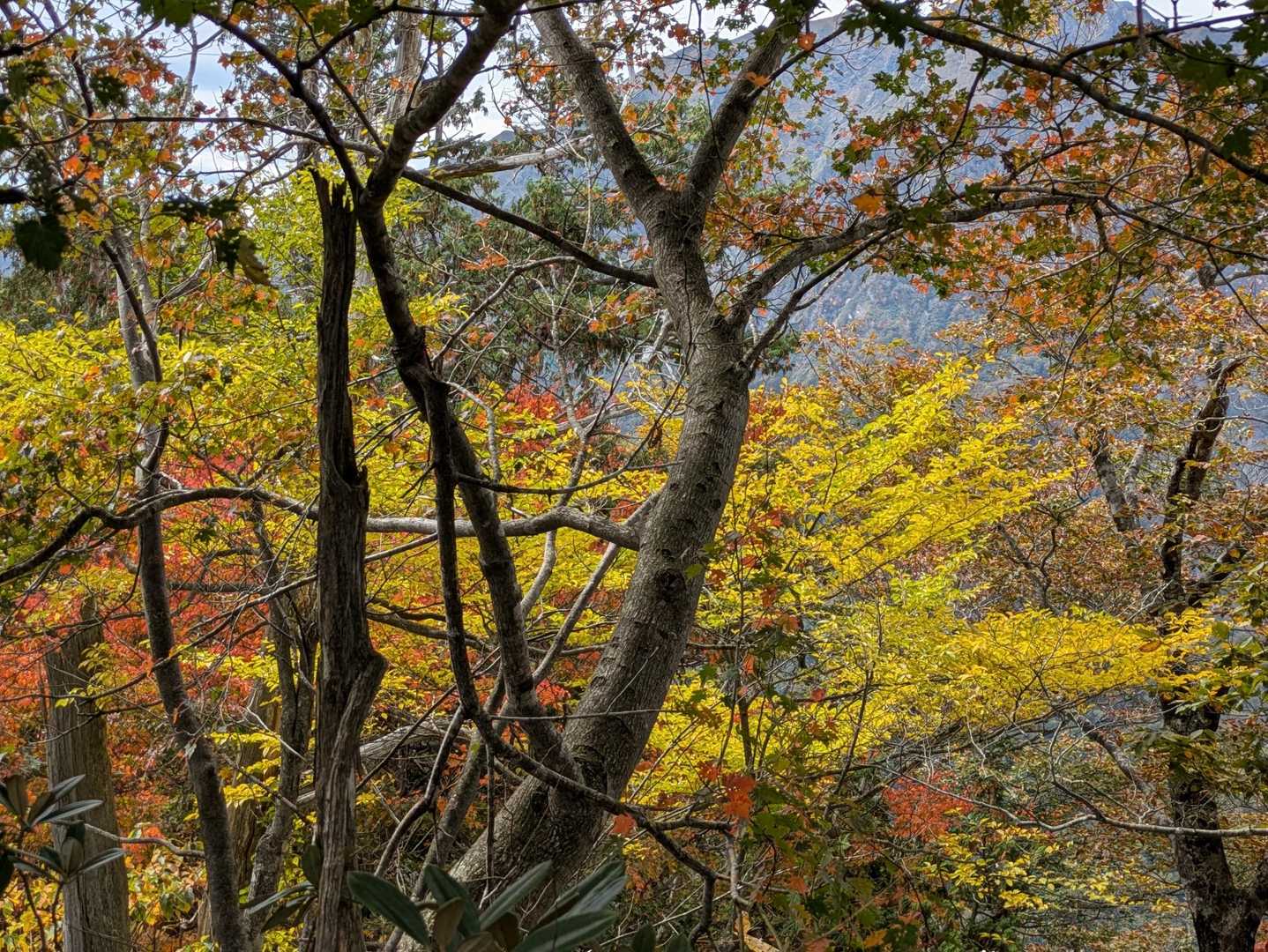 白毛門 往復コース | 谷川岳の圧倒的絶壁を真正面に望む、心震わす絶景テラスへの写真