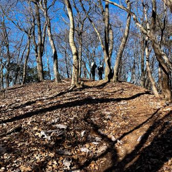 落葉した冬木立ち🍂
広くて明るい💙