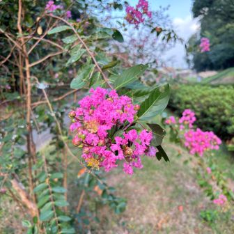 運動公園道路脇の「百日紅（サルスベリ）」の花。
民家の庭でもよく見かけますね。