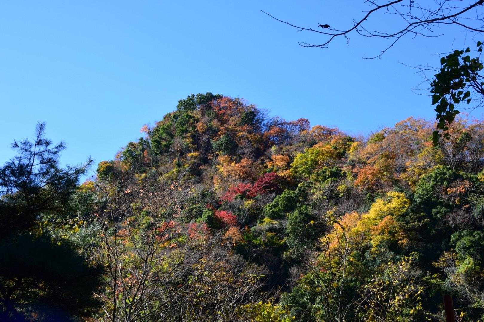 林道から⛰