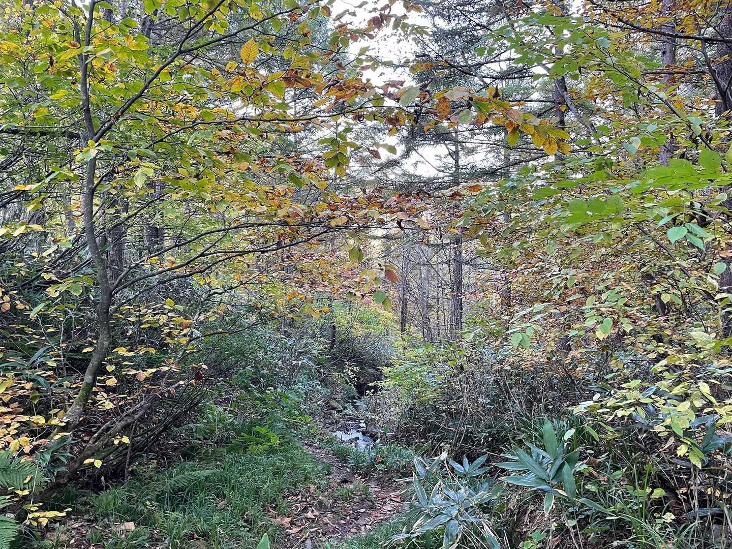 標高低いところも秋色🍂