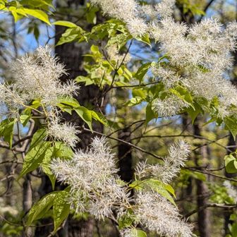 満開のアオダモの花
