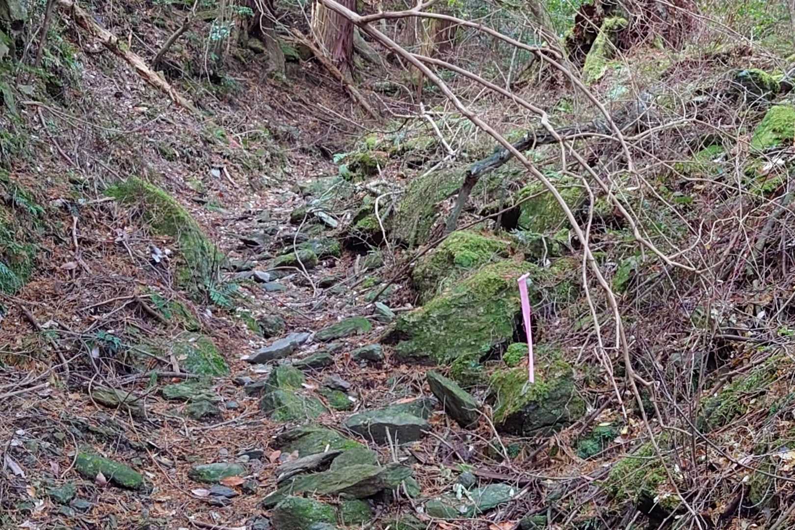 また苔道😂
倒木も多いです。