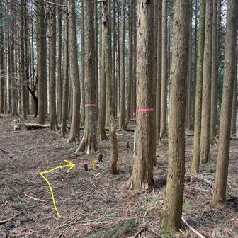 山頂を後にして笹峠まで戻る
ミツマタ群生地へはピンテが巻かれた木の間を右折➡️