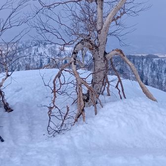 登ってきた尾根。