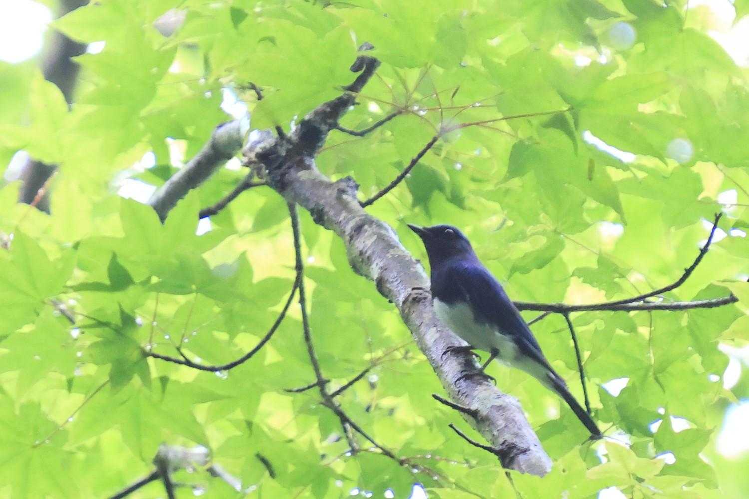 オオルリ
飛んで行きもせず、ずっと囀ずっててサービス精神旺盛
