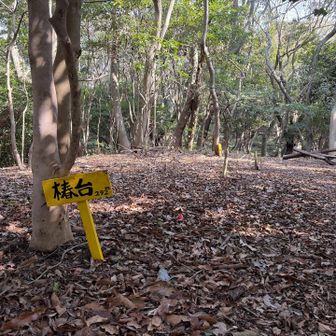 ここは山頂名に相応しく、椿の木で覆われています♪