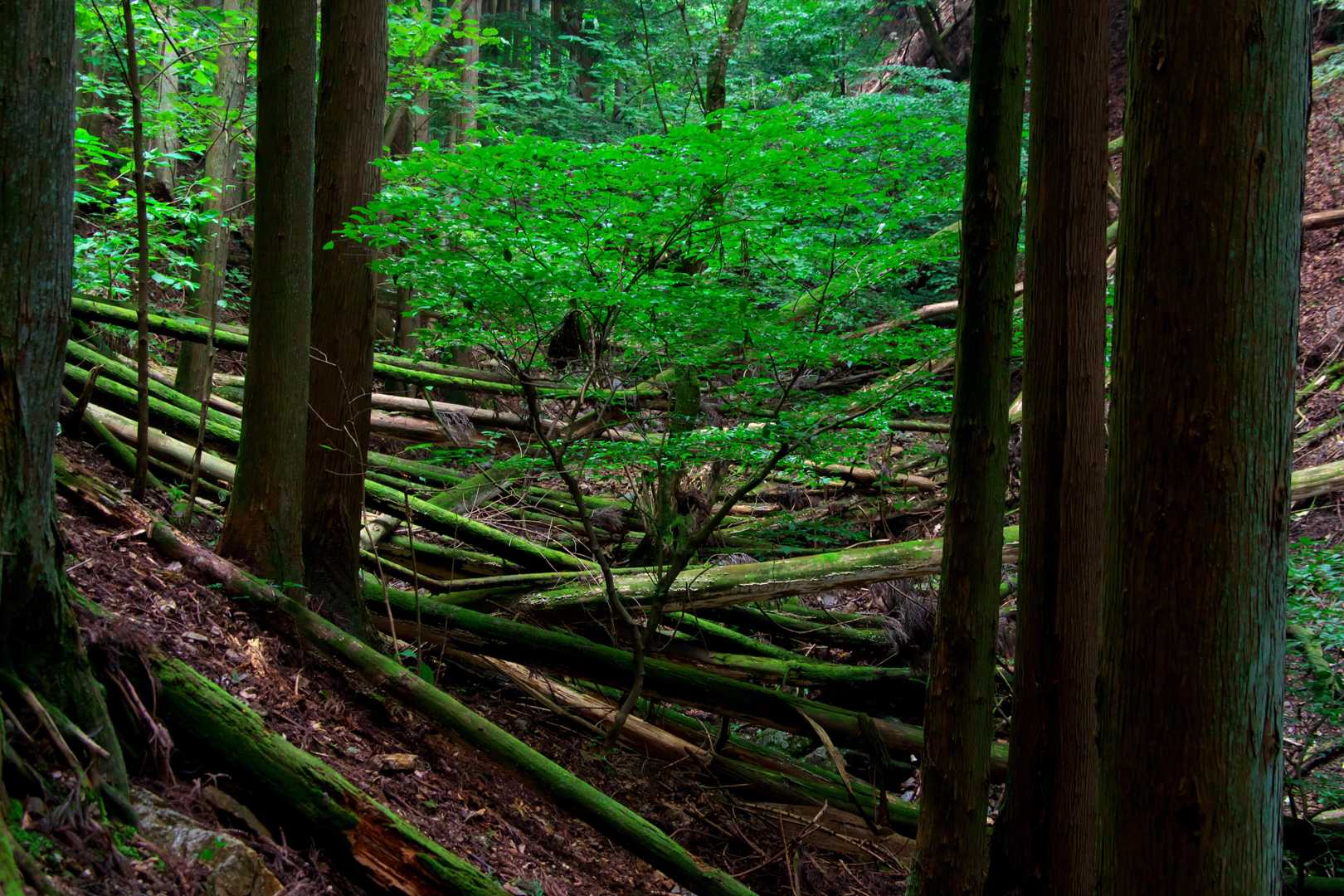 美しい位の倒木

（登山道はとても整備されています）