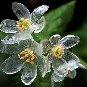 しろ君父ちゃん