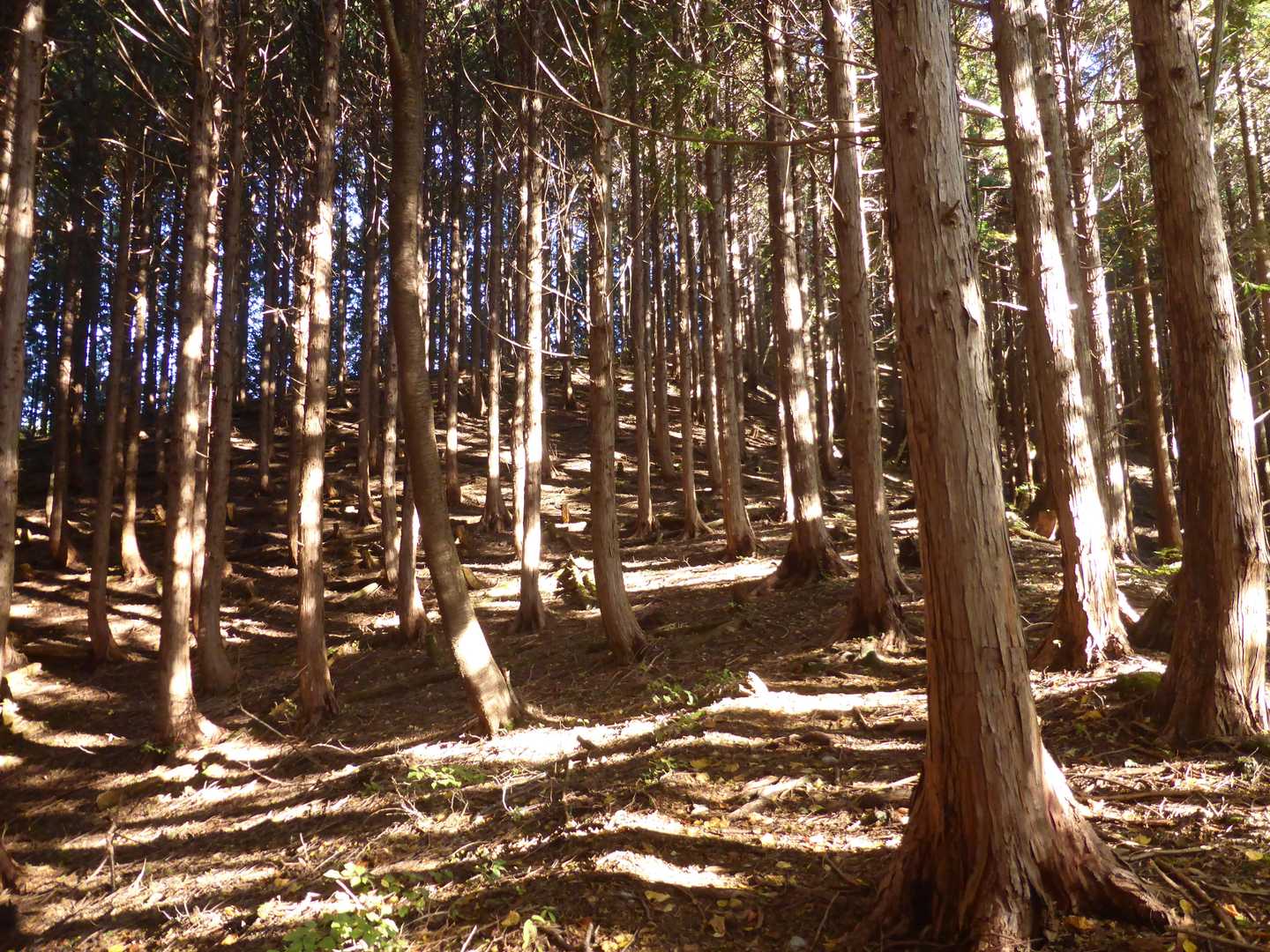 心地よいヒノキの森
今回もゆる山登山だ

ちなみに熊鈴は3個に増量中
もうチンドン屋だ😁