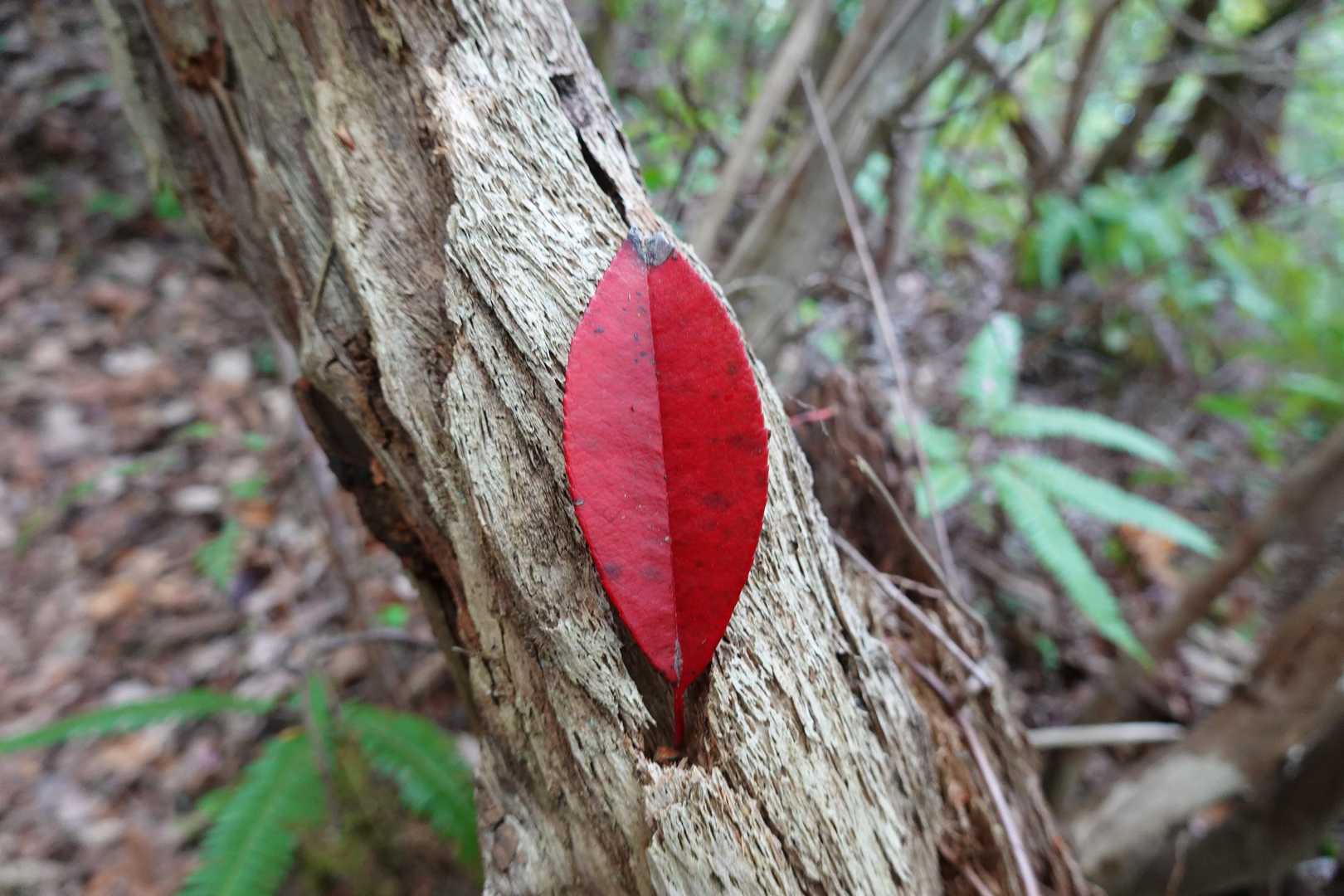 小さい秋見つけた🍂🎶