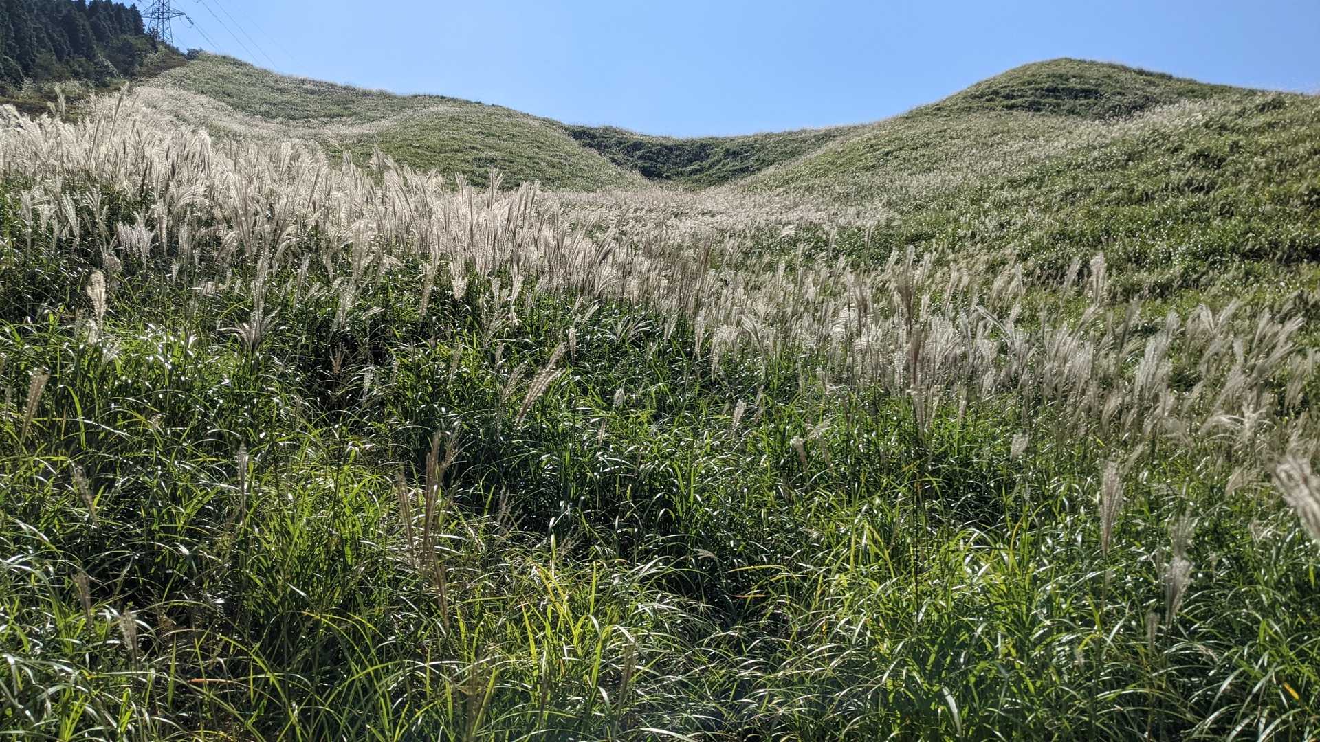 ススキ🌾にガードされて道がわからん！とおもったけど脇の方から森の中へ入って迂回するのが正式ルートみたいです。