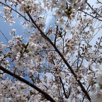 桜をしみじみ見ていると🌸