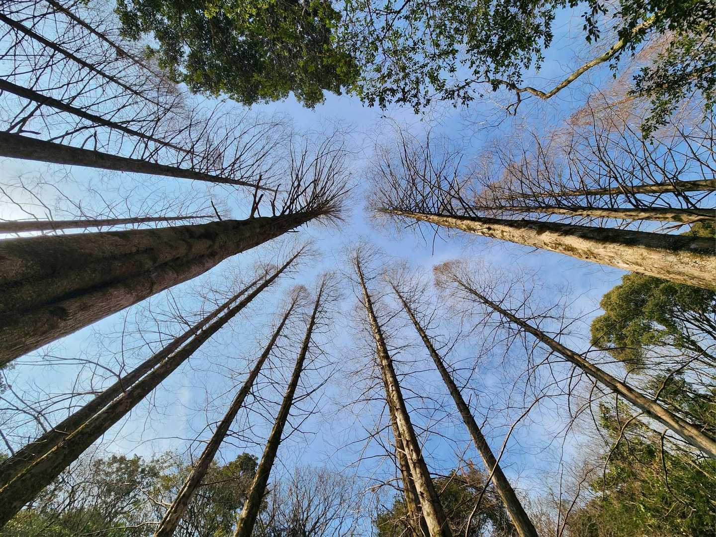 焼米ヶ原登山口-大原山 往復コースの写真