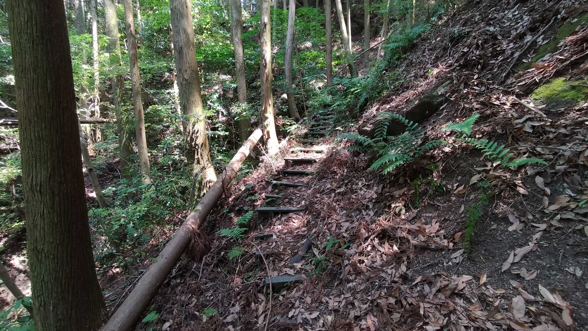 ここの登山道の最初の階段攻撃です。ここは短い階段でした。