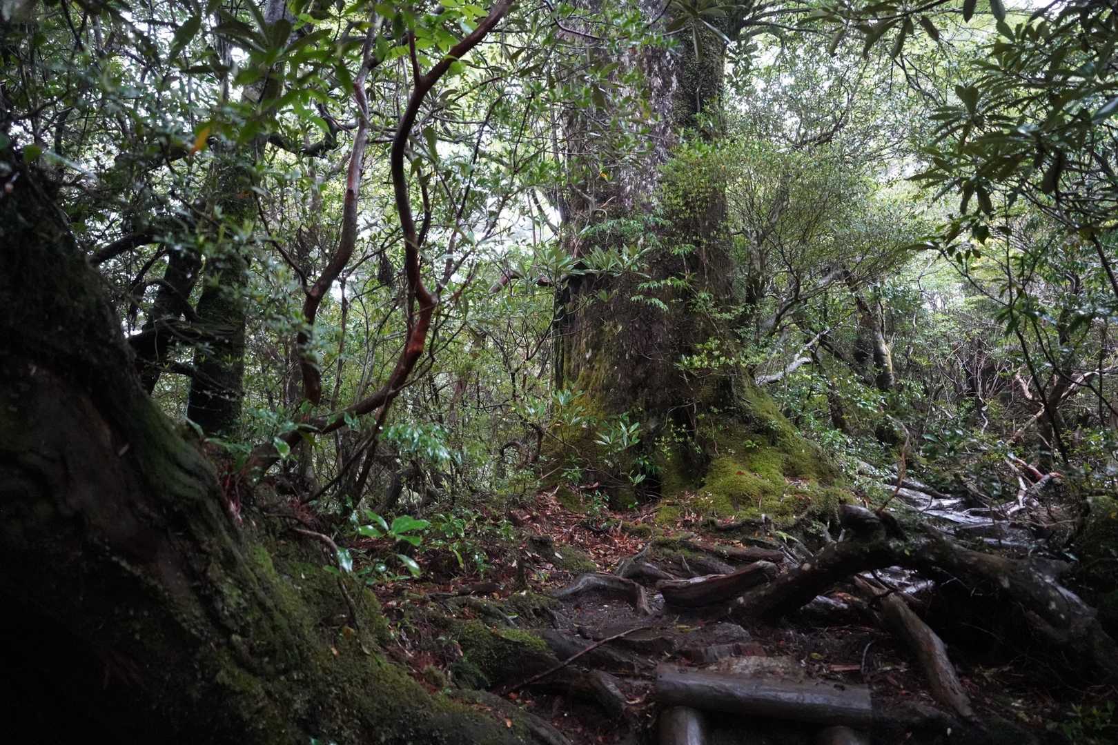 早速屋久島らしい森の雰囲気です。