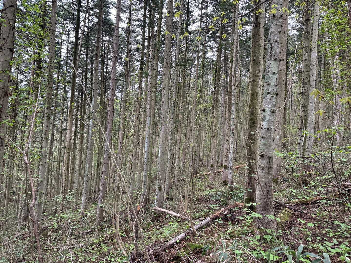 赤岩山-下赤岩山 周回コースの写真