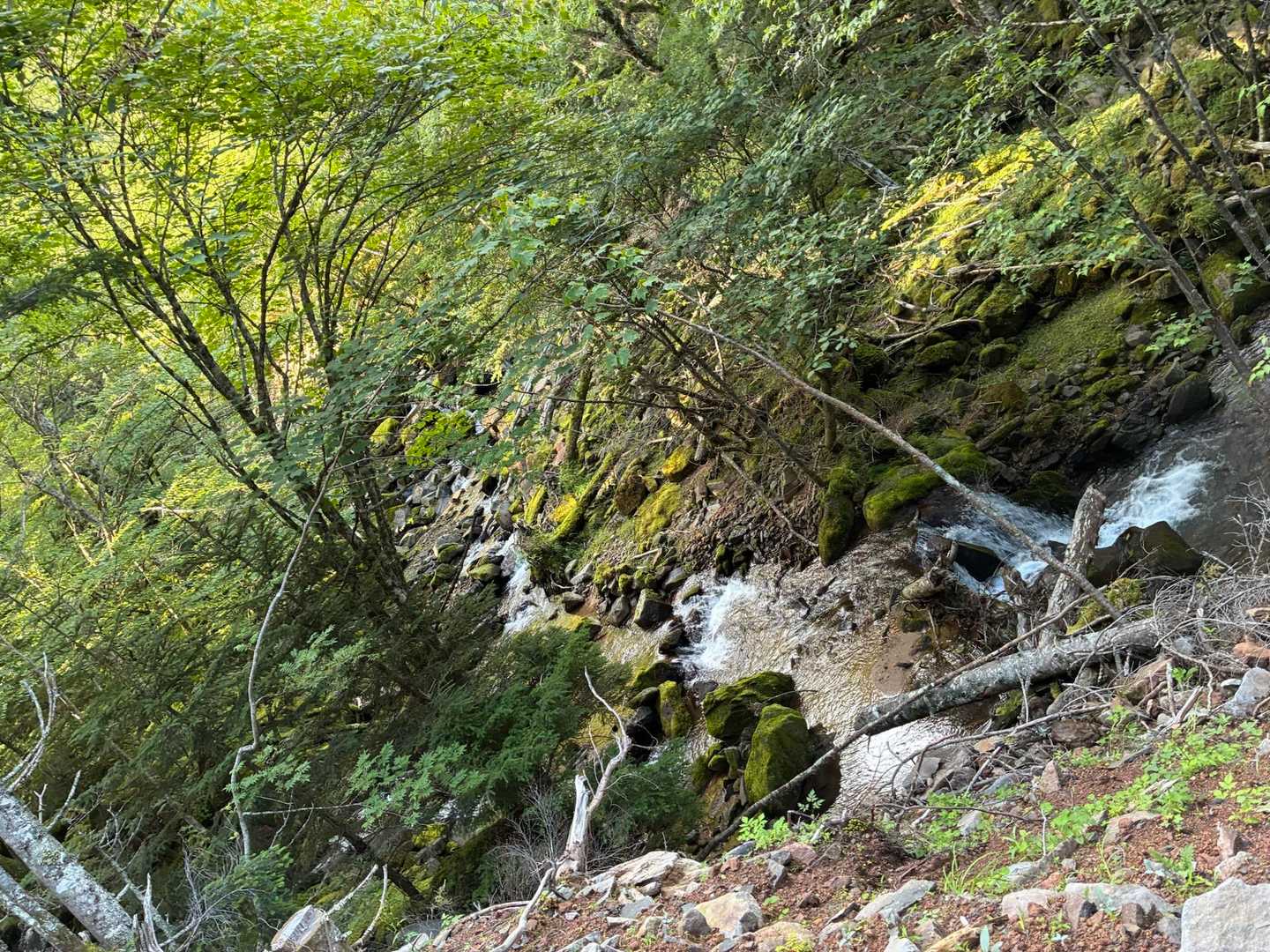 川のせせらぎを聞きながらの登山は贅沢🎶
