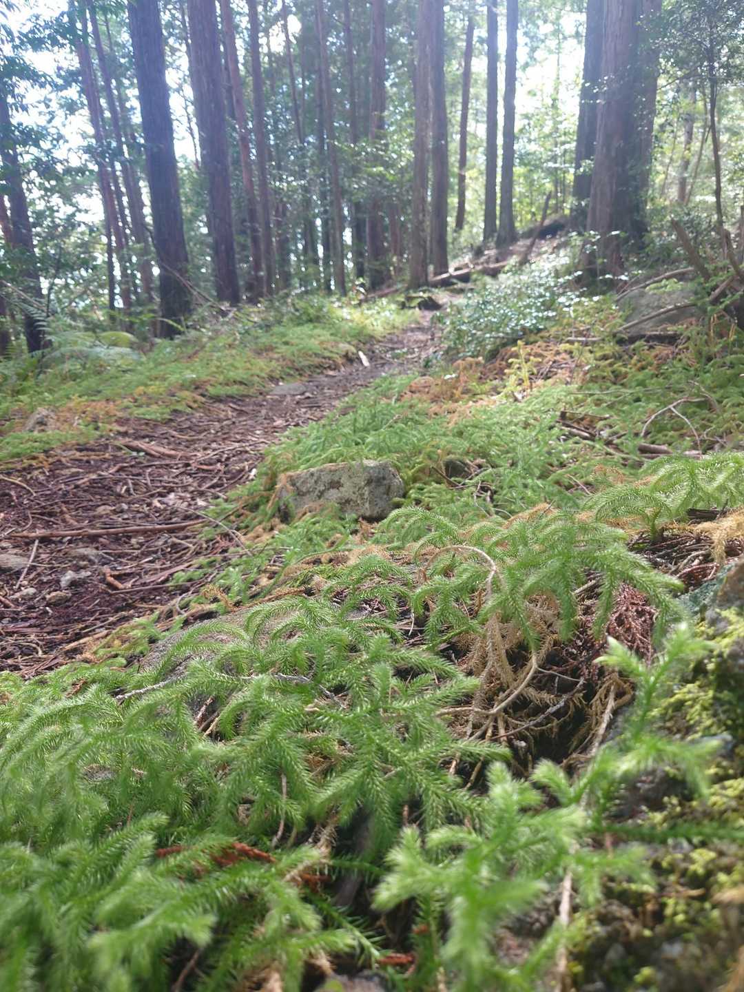 苔ゾーンもありますよ♪
