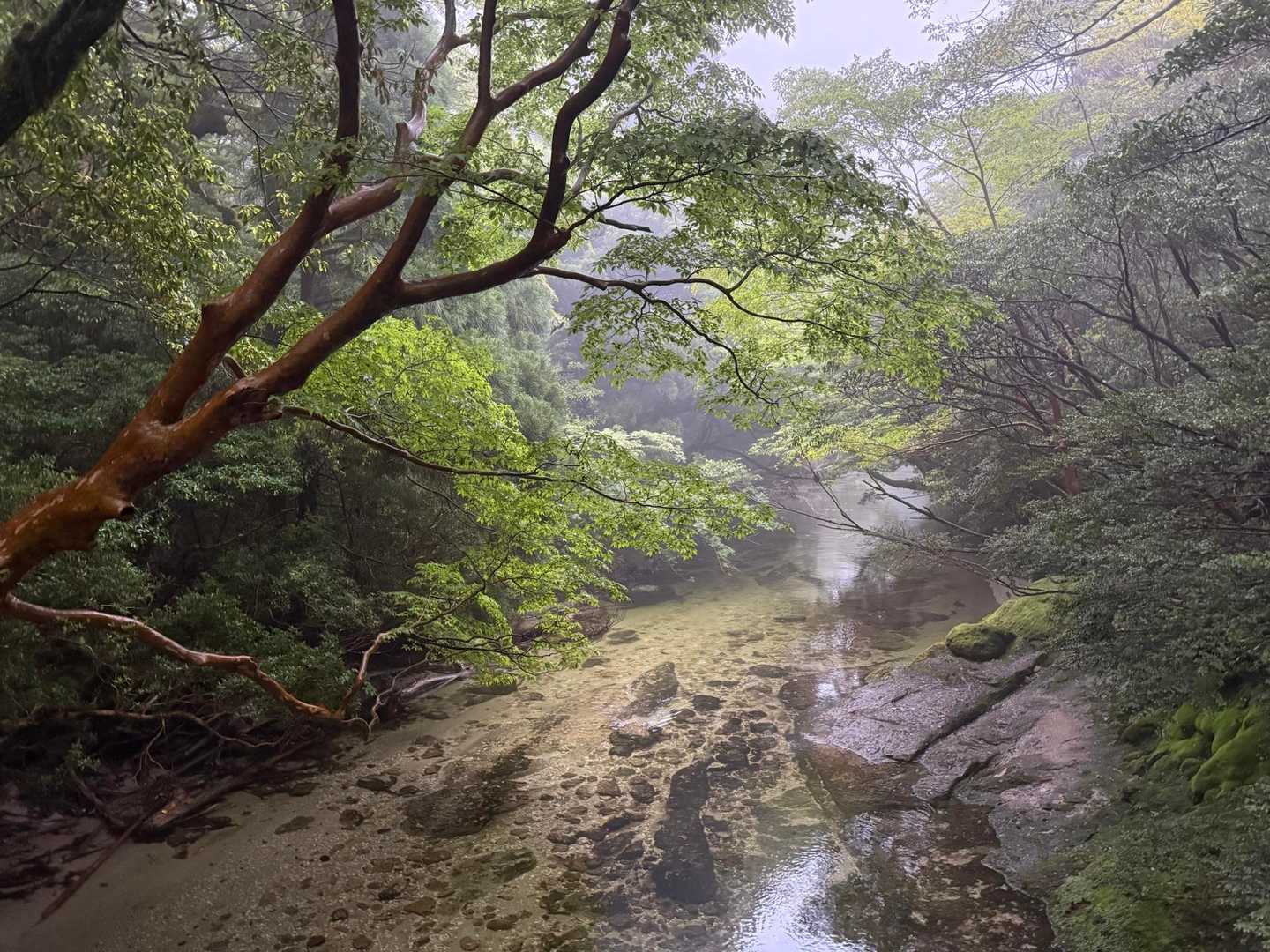 淀川入口-宮之浦岳-縄文杉-ウィルソン株-荒川登山口 縦走コースの写真
