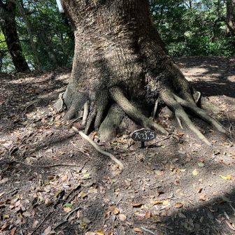 過酷だったあのコースも
