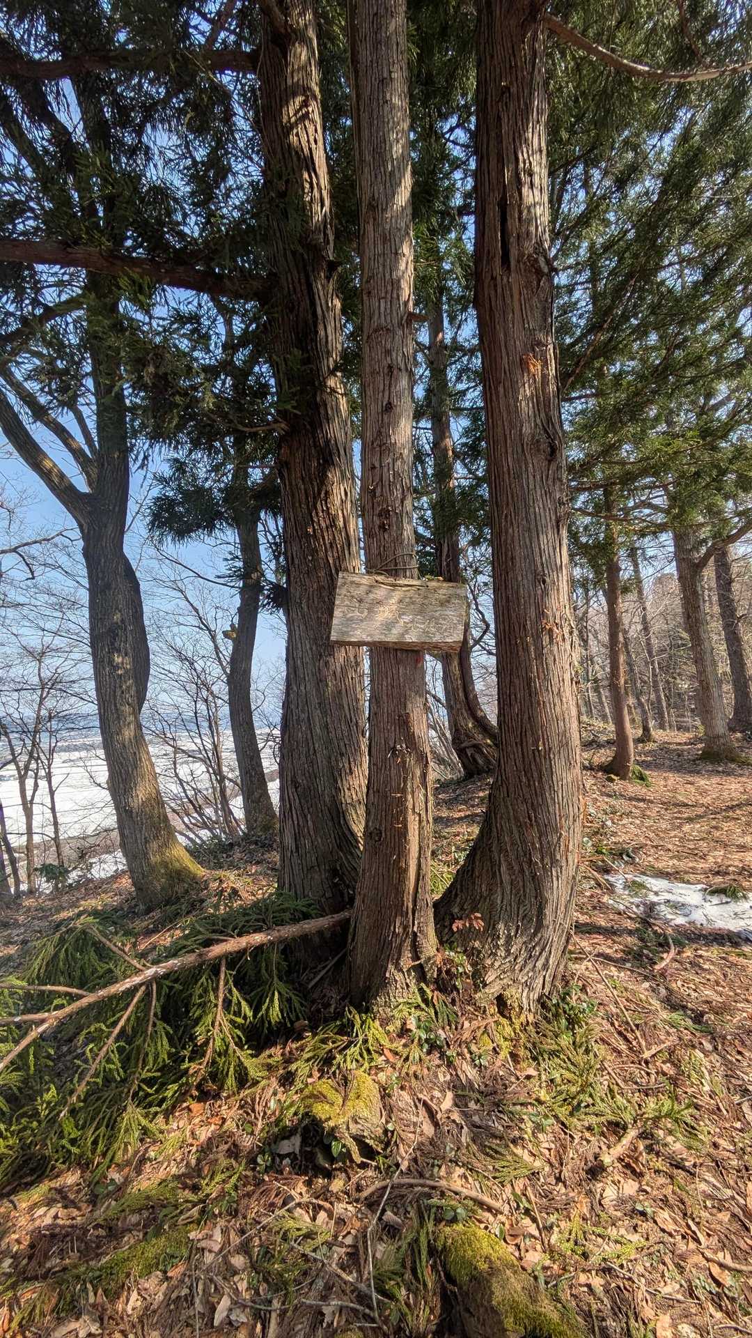 お、山頂か？