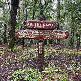 登山道は緑が心地よいが
眺望が無く盛り上がりに欠けるのが難点
大洞山までで戻ることにする