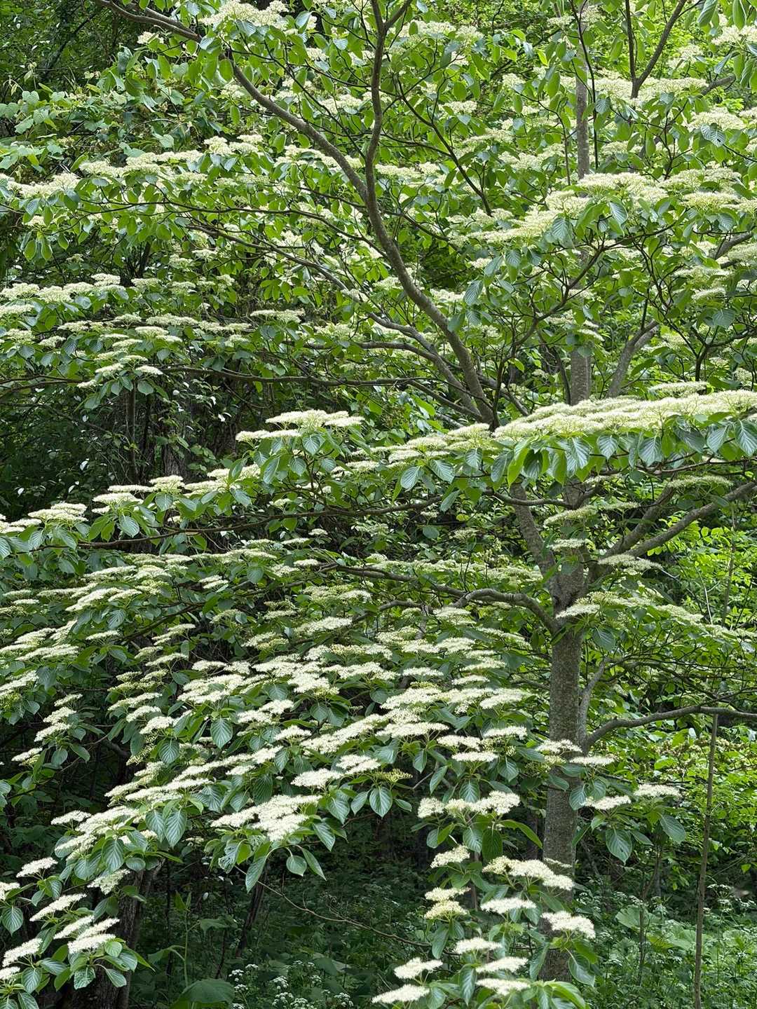 なんの木でしょ🌲