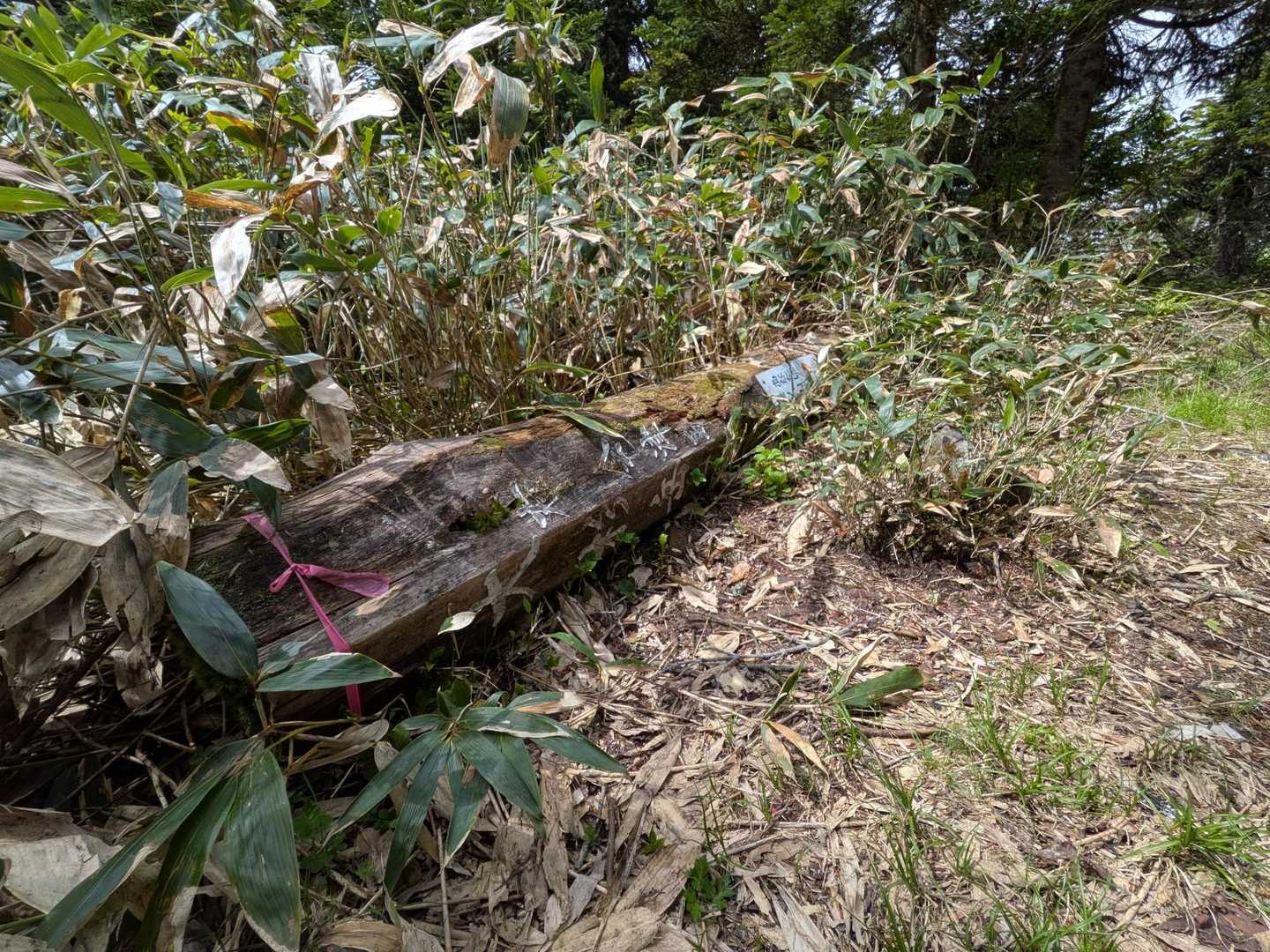 山頂標識、倒れてます