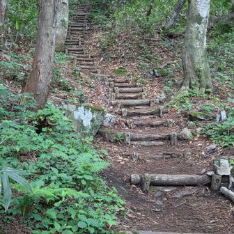 ずっと来なかった理由は階段と、下山してからの長い林道歩きです。でも、お花は見たいのでひたすら登り続けます