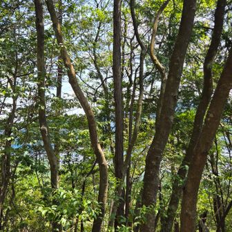 柳山ピークあたり
木々の間から街が見えています