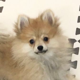 すこやかメープル