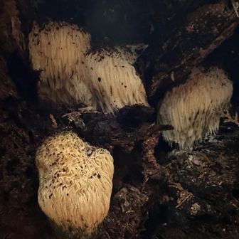 ヤマブシタケ？