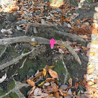 二本松ルートは以前滑落死がありましたが、トレランさんが浮いてる根っこに躓いたのではないかと勝手に推測してますが、それを裏付けるように根っこにピンテがたくさんありました。
真相は分かりませんが😅
でもこんな所にピンテしても雪が積もると埋まりますから、根っこに注意喚起してるような🤔