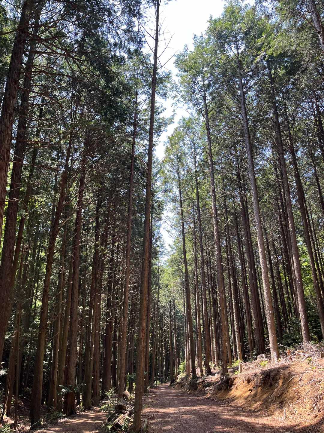 杉林🌲