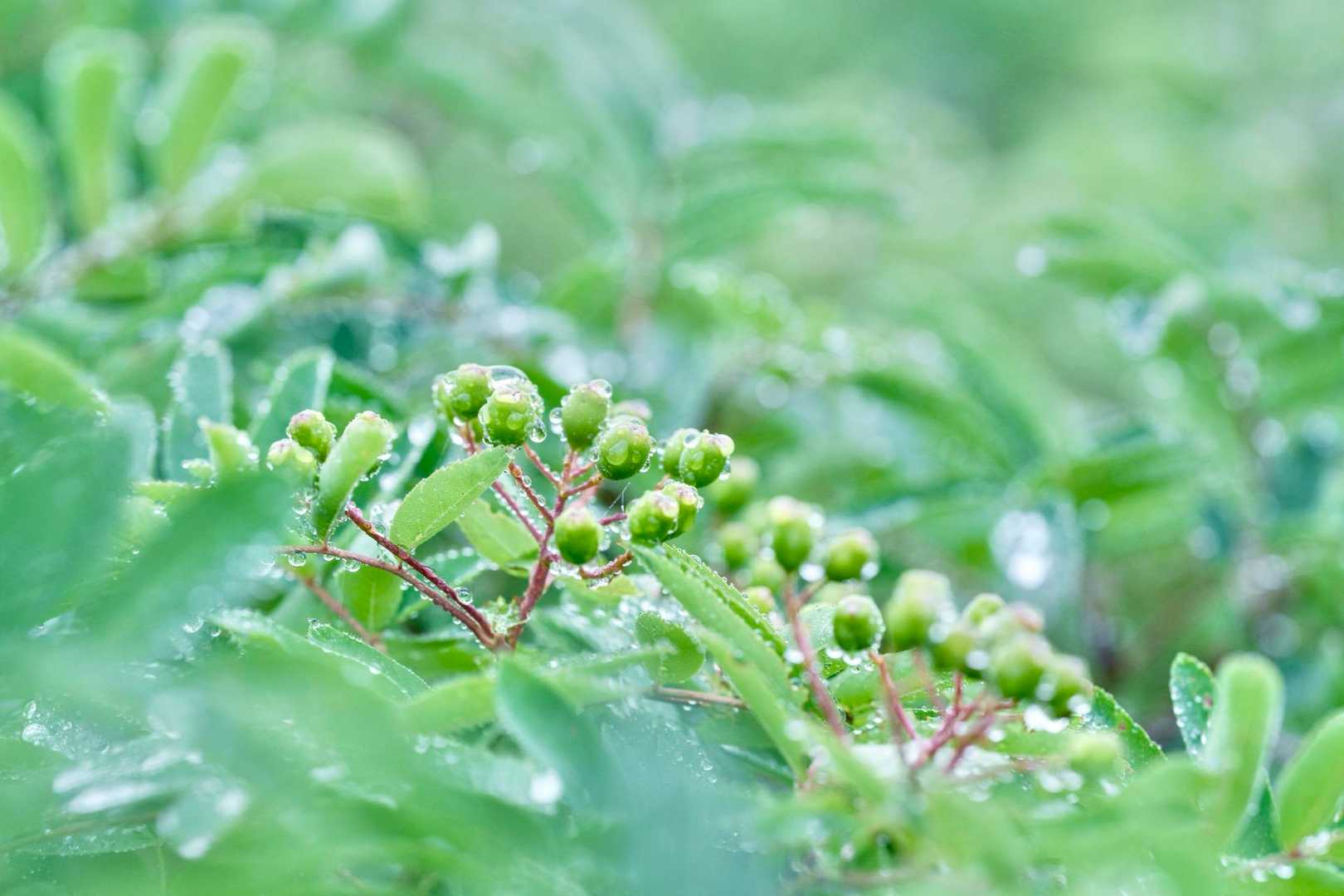ナナカマドの水滴がキラキラ✨