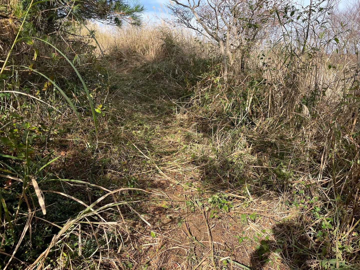 この辺り縦走路、ブッシュありで棘のある草も多くあります