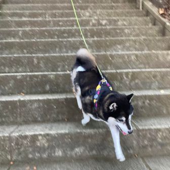 下りはとっても上手な海ちゃん。一瞬で下りちゃうよ。